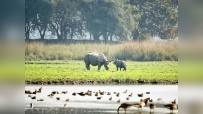 जानवरों की प्राइवेसी से छेड़छाड़, अब ज्यादा करीब नहीं जा सकेंगे पर्यटक...बंगाल के सफारी पार्कों में बनेंगे नए नियम