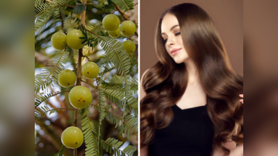 Benefits of Amla for Hair : केस गळणं खूप वाढलंय? आवळ्याचा असा करा वापर, ७ दिवसात फरक जाणवेल