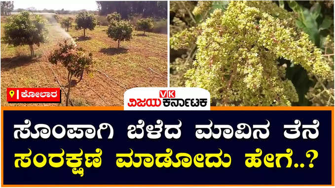 Kolar Mangos : ಸೊಂಪಾಗಿ ಬೆಳೆದ ಮಾವಿನ ತೆನೆ, ಉತ್ತಮ ಬೆಳೆ ಬರುವ ನಿರೀಕ್ಷೆಯಲ್ಲಿ ಕೋಲಾರ ರೈತರು!