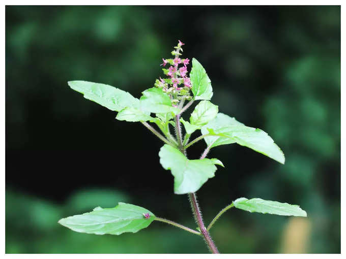 ಒಣಗಿದ ತುಳಸಿ ಗಿಡ