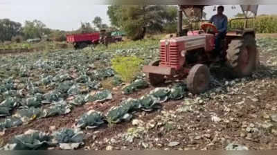 दो एकड़ में लगी पत्ता गोभी की फसल पर किसान ने चलाया ट्रैक्टर, प्याज की तरह अब यह पैदावार भी रुला रही है