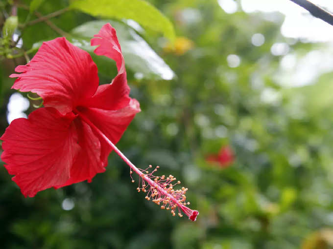 ചെമ്പരത്തി