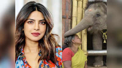 प्रियंका चोपड़ा ने किया ऑस्कर नॉमिनेटेड डॉक्युमेंट्री The Elephant Whisperers का रिव्यू, बताया कैसी है कहानी