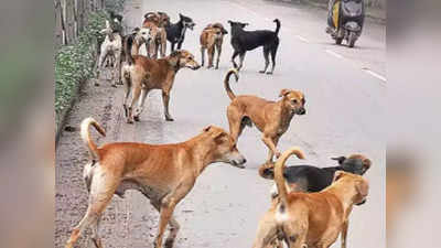 Bareilly में ढाई साल की मासूम बच्ची पर टूट पड़े 20 कुत्ते, 100 मीटर तक घसीटा, शरीर पर 150 जख्म