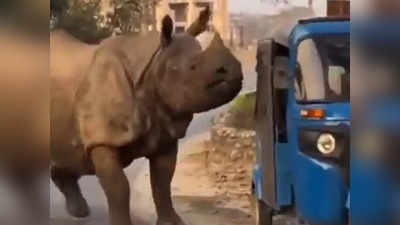 Viral Video: জঙ্গল থেকে বেরিয়েই অটোতে উঠতে চাইল গণ্ডার! কী করলেন চালক?