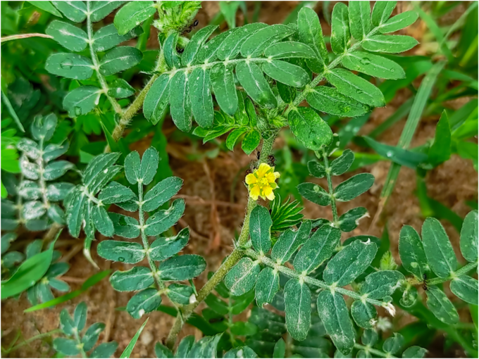 ಗೋಖ್ರೂ