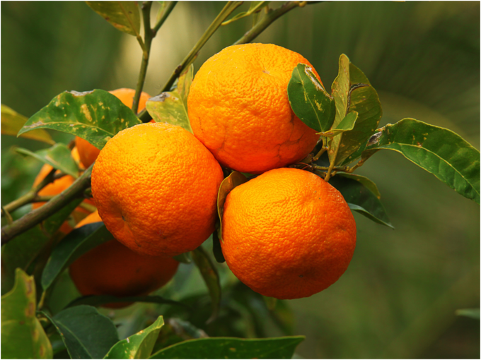 ಕಹಿ ಕಿತ್ತಳೆ