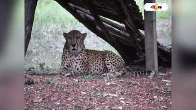 Asiatic Cheetah Iran : বিজয়ী-র পরাজয়, ইরানে মৃত বিলুপ্তপ্রায় শেষ এশিয়াটিক চিতা শাবক