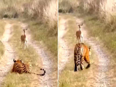 टाइगर को सामने देखकर उड़ गए हिरण के तोते, पर भैया बाघ ने तो उसको झटका दे दिया!