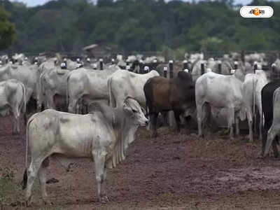 Cattle Smuggling Case : পুলিশ দেখেই দে দৌড়! ধাক্কা গোরু-সহ গাড়ির