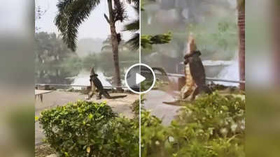 Monitor Lizard Fight Video: दो विशालकाय छिपकलियों में हुई तगड़ी लड़ाई, वीडियो देखकर लोग बोले- यह तो दंगल चल रहा है गुरु!