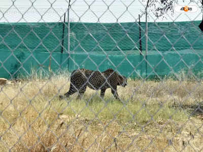 Kuno Cheetah News : চিতা আনার কারিগরকেই ছাঁটাই!