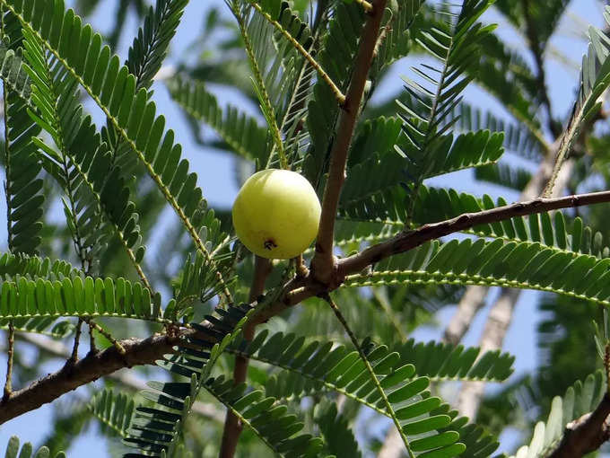 ಅಮಲಕಿ ಏಕಾದಶಿ ಮಹತ್ವ: