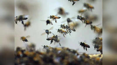 पुलिस जवानों पर मधुमक्खियों ने किया हमला, एक कांस्‍टेबल के चहरे में धंसे डंक, एंबुलेंस ड्राइवर ने ऐसे बचाई जान