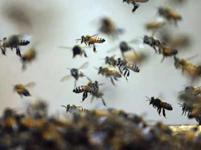 पुलिस जवानों पर मधुमक्खियों ने किया हमला, एक कांस्‍टेबल के चहरे में धंसे डंक, एंबुलेंस ड्राइवर ने ऐसे बचाई जान