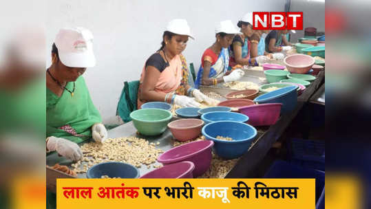 cashew cultivation giving new identity to naxal hotbed bastar