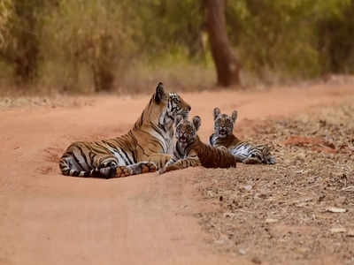 Bandhavgarh National Park: ఈ బాంధవ్‌గఢ్ నేషనల్ పార్క్‌‌ గురించి తెలుసా? ఎక్కడుంది.. ఎప్పుడు వెళ్లాలి..?