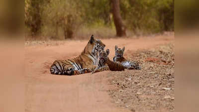 Bandhavgarh National Park: ఈ బాంధవ్‌గఢ్ నేషనల్ పార్క్‌‌ గురించి తెలుసా? ఎక్కడుంది.. ఎప్పుడు వెళ్లాలి..?