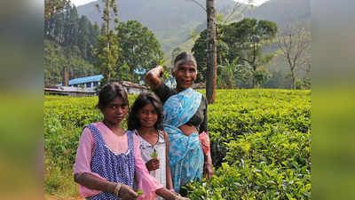 தேயிலை துறை வளர்ச்சி.. இந்தியத் தேயிலை வாரியம் நடவடிக்கை!