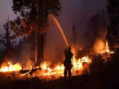 Forest Fire:  ಕಾಡಿಗೆ ಬೆಂಕಿ, ಅಧಿಕಾರಿಗಳು ಸರ್ವೆಯಲ್ಲಿ ಬ್ಯುಸಿ: ದಿನನಿತ್ಯ ಹೆಕ್ಟೇರ್‌ಗಟ್ಟಲೇ ಕಾಡಿಗೆ ಬೀಳುತ್ತಿದೆ ಬೆಂಕಿ