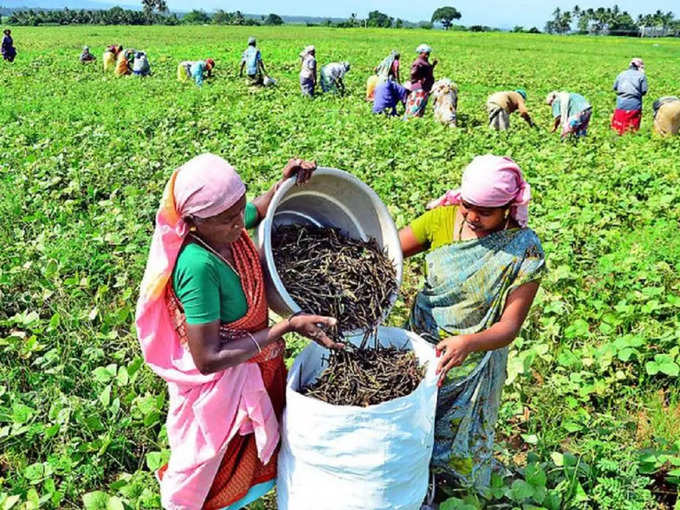 பயறு கொள்முதல் இலக்கு!