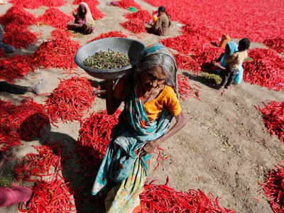 இந்த விலை போதாது மக்கா.. வீதிக்கு வந்த மிளகாய் விவசாயிகள்!