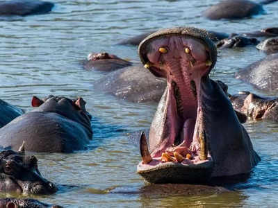 Hippos Colombia India: दरियाई घोड़ों से क्‍यों डरा कोलंबिया? भारत भेजने की बना रहा योजना, गुजरात में होगा बसेरा