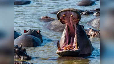 Hippos Colombia India: दरियाई घोड़ों से क्‍यों डरा कोलंबिया? भारत भेजने की बना रहा योजना, गुजरात में होगा बसेरा