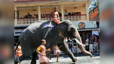 നാഴികമണി മൂന്ന് അടിച്ചു, ശംഖനാദം; ആവേശമായി ഗുരുവായൂർ ആനയോട്ടം; കൊമ്പൻ ഗോകുൽ ജേതാവ്