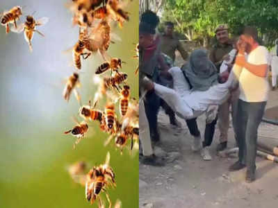 Haryana Sarpanch Protest: हरियाणा में धरने पर बैठे थे सरपंच, अचानक मधुमक्खियों ने बोला हमला, जानें फिर क्‍या हुआ