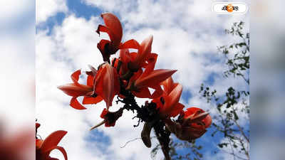 Weather Forecast : বসন্তে উত্তপ্ত বঙ্গ, মার্চেই তাপপ্রবাহের ইঙ্গিত