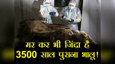 Bear Fossil: बर्फ में दब कर 3500 साल पहले ममी बन गया भालू, अब हुए हैरान करने वाले खुलासे, जानें