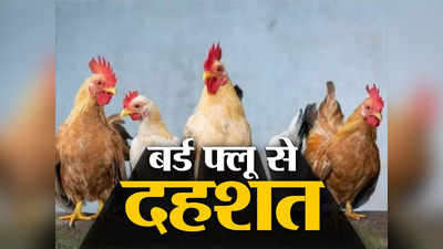 ‘जब-जब बर्ड फ्लू आया है, मैंने ज्यादा मुर्गा खाया’, स्वास्थ्य मंत्री बन्ना गुप्ता ने कहा- डरने की कोई जरूरत नहीं
