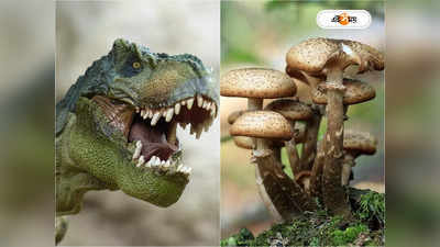 Dinosaur and Mushroom: ডাইনোসরের বিলুপ্তি ঘটানো উল্কার ধাক্কাতেই বদলেছে খাদ্যাভ্যাস! মাশরুমের চাটনিতেই দিন গুজরান?