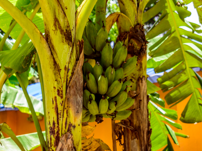 ಬಾಳೆ ದಿಂಡಿನ ರಸ