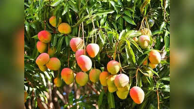 Mango Farming: ಭರವಸೆ ಮೂಡಿಸಿದ ಮಾವು ಹೂವು: ಈ ಬಾರಿ ಉತ್ತಮ ಇಳುವರಿ ನಿರೀಕ್ಷೆ