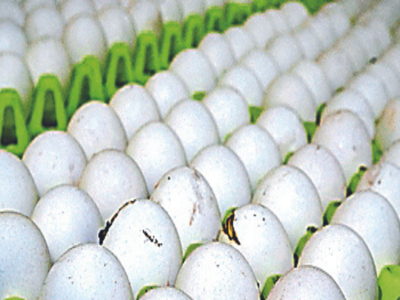 Egg Supply: ಮೊಟ್ಟೆ ಉತ್ಪಾದಕರಿಗೆ ಜಿಎಸ್‌ಟಿ ಕಿರಿಕ್‌!: ಡೀಲರ್‌ಗಳ ಮೂಲಕವೇ ವ್ಯವಹಾರ