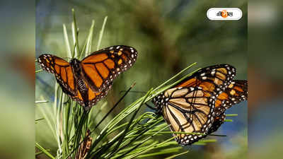 Orange Flat Butterfly : দেড়শো বছর পর দেশে অরেঞ্জ ফ্ল্যাট প্রজাপতির দেখা