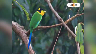 Birds in West Bengal: একের পর এক বাহারি আবাসন বানানোর হিড়িক,  ঠাঁইহারা উত্তরবঙ্গের পাখিরা