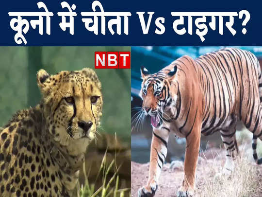 पहले तेंदुआ दिखा, अब राजस्थान से एमपी पहुंच गया बाघ! कूनो में विदेशी चीतों के पास क्यों मंडरा रहे खूंखार