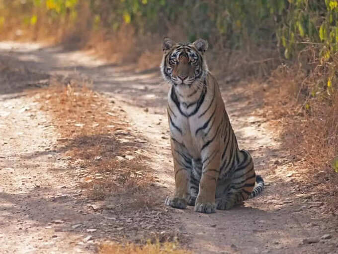 कूनो में चीतों से महज 25 KM दूर दिखा टाइगर