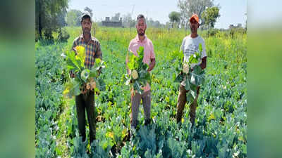 Good News: बंटाई पर खेती करने वाले जाहिद ने किसानी से बना ली 20 बीघा जमीन, अब दर्जनों को दी है नौकरी