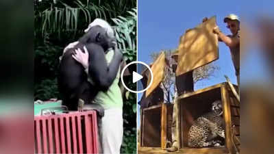 Viral Video: आजादी ऐसी दिखती है... जानवरों को पिंजरे से छोड़े जाने के वीडियो ने जीता लोगों का दिल