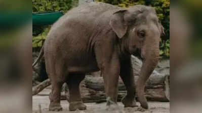 जंगली हाथी ने 2 को कुचलकर मार डाला, सत्यमंगलम टाइगर रिजर्व घूमने गए थे चार दोस्त