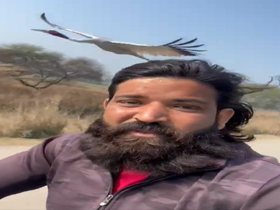 Akhilesh Yadav Sarus Bird: सारस पक्षी की इंसान के साथ ऐसी दोस्ती नहीं देखी होगी, अखिलेश यादव भी पहुंच गए मिलने