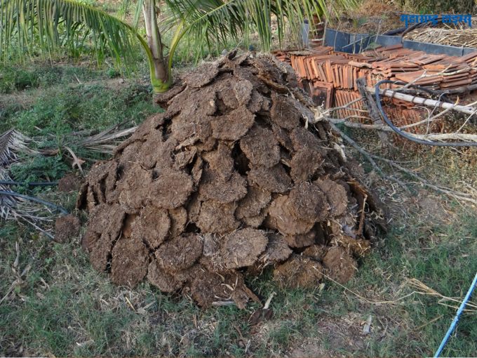 शेणाच्या गोवऱ्या