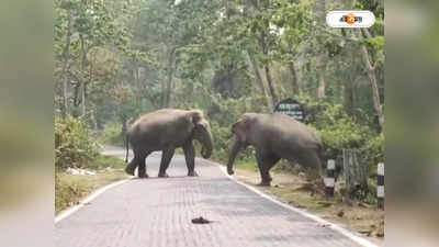Elephant : এ আকাশকে সাক্ষী রেখে তোমাকে বেসেছি ভালো..., পলাশ ছড়ানো রাস্তায় প্রেমে মাতোয়ারা ওরা