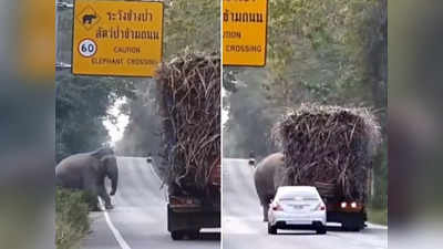 Hathi Ka Video: हाथी ट्रक वालों से वसूल रहा था Toll Tax, कैमरे में कैद हुई गजराज की दबंगई