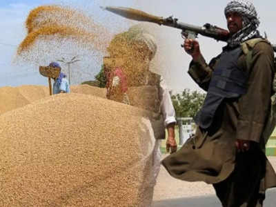 India Wheat Afghanistan: भारत के अफगानिस्तान को गेहूं भेजने के फैसले का तालिबान ने किया स्वागत, कहा- दोनों देशों के बीच विश्वास बढ़ेगा