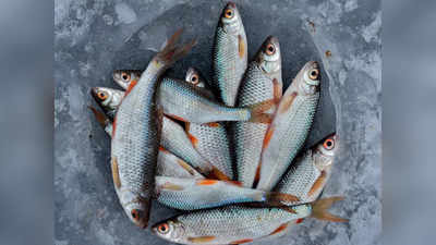 Cooking Tips: স্বাদ বাড়াতে কোন মাছ কেমন করে কাটবেন? রান্নাই বা করবেন কীভাবে? জেনে নিন